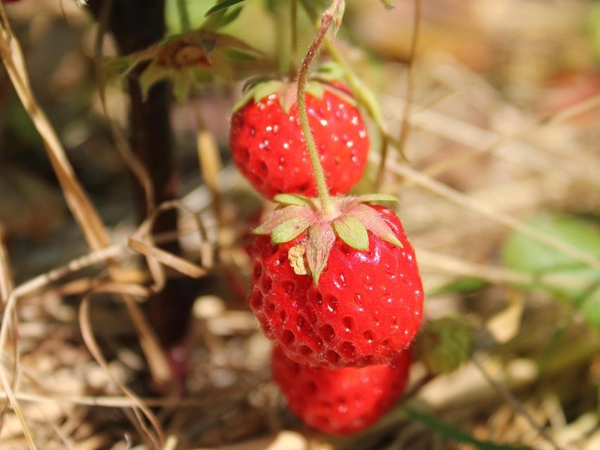 strawberry, vegetable garden, country house, harvest, berries