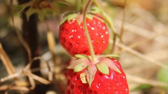 strawberry, vegetable garden, country house, harvest, berries