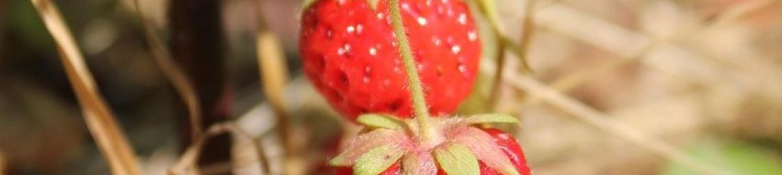 strawberry, vegetable garden, country house, harvest, berries