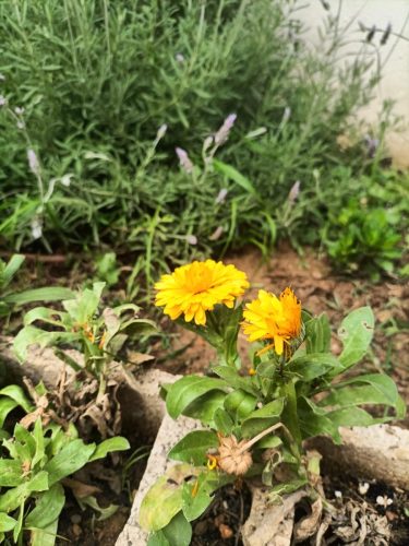 Esplendor primaveral en la huerta